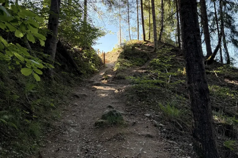 Steiler Pfad durch einen Nadelwald bergauf - Heiko Metz