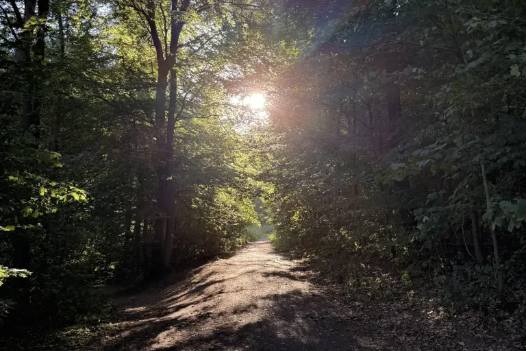 Sonnenlicht am Ende eines Waldwegs - Heiko Metz