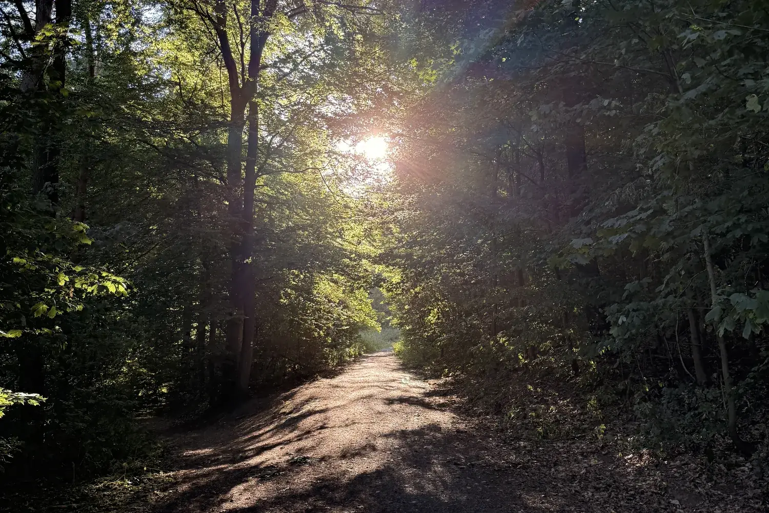 Sonnenlicht am Ende eines Waldwegs - Heiko Metz