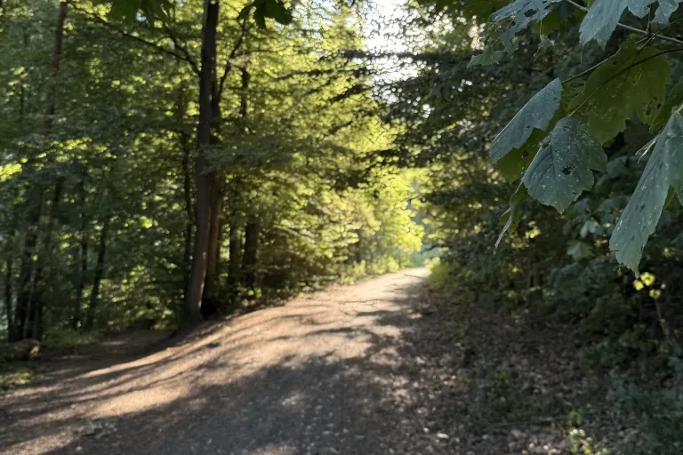 Sonniger Waldweg, der weiterführt - Heiko Metz