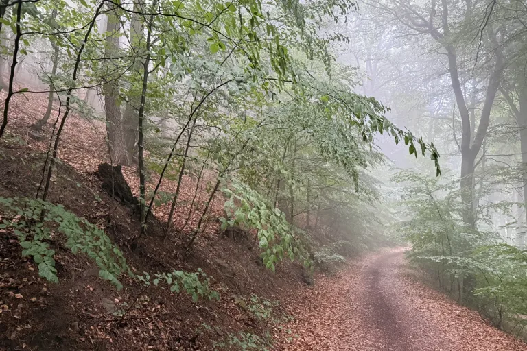 Nebel im Buchenwald über einem Laubweg - Heiko Metz