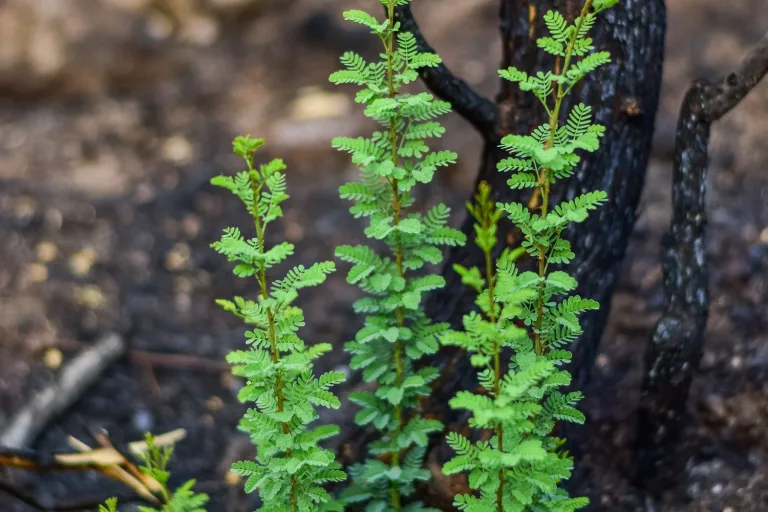 Frisches Grün wächst auf verbranntem Waldboden