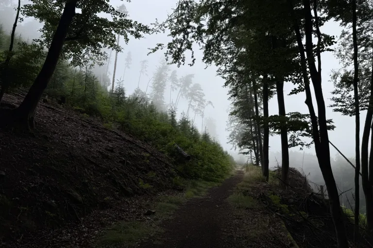 Dunkler Waldweg zwischen hohen Bäumen - Heiko Metz