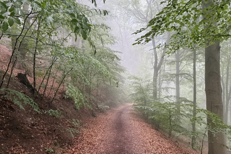 Waldweg im Nebel - Heiko Metz