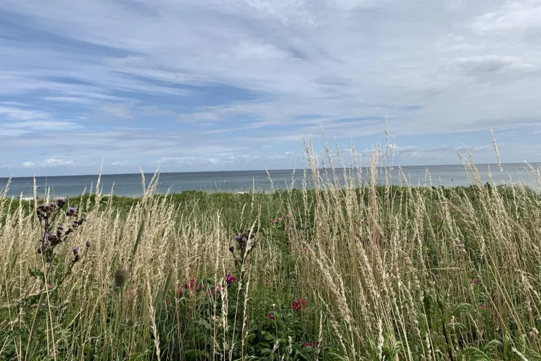 Wiese mit Disteln und Gräsern, dahinter das Meer - Heiko Metz