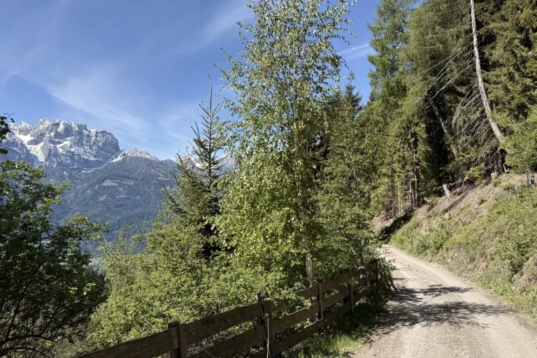 Bergweg zwischen Bäumen mit Blick auf schneebedeckte Gipfel - Heiko Metz