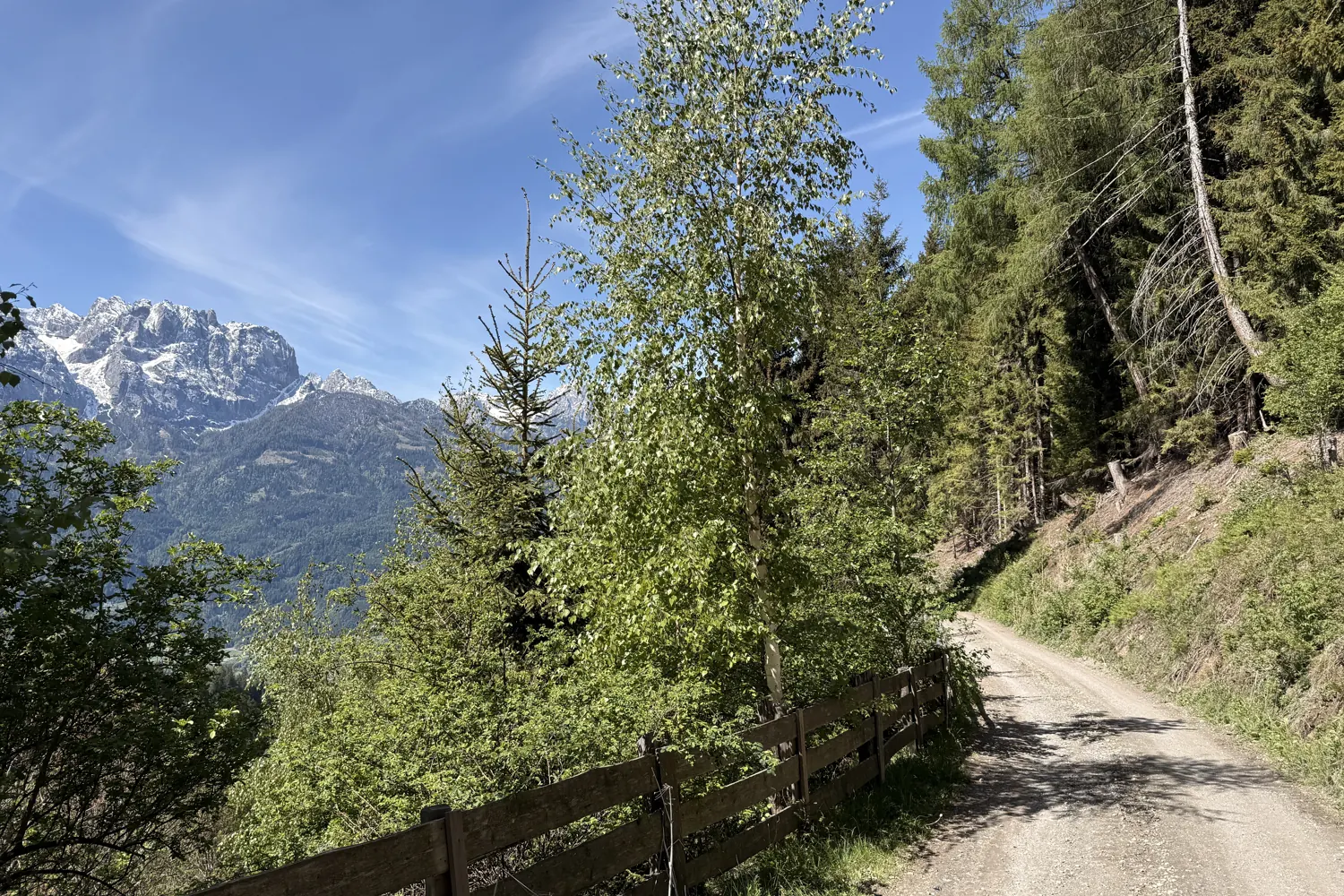 Bergweg zwischen Bäumen mit Blick auf schneebedeckte Gipfel - Heiko Metz