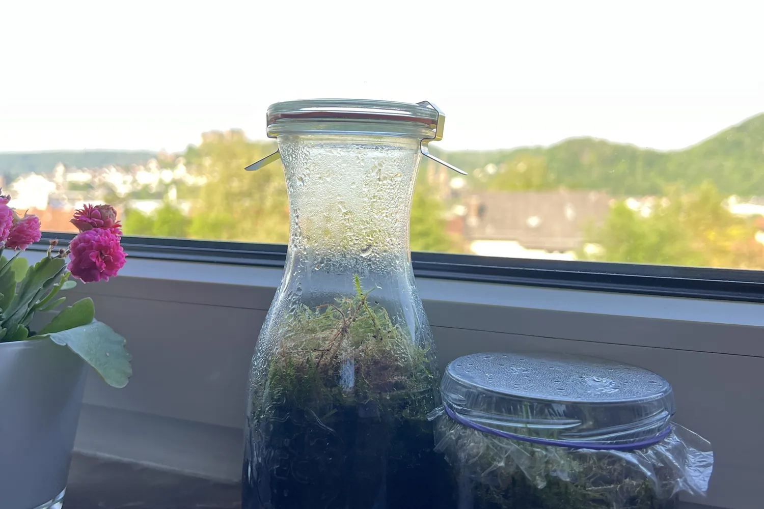 Gläser mit Pflanzen auf der Fensterbank - Heiko Metz