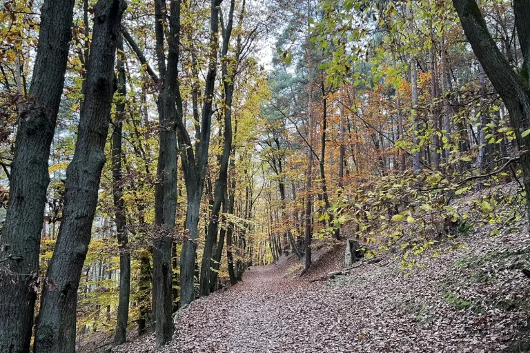 Weg durch einen Herbstwald mit Laub - Heiko Metz
