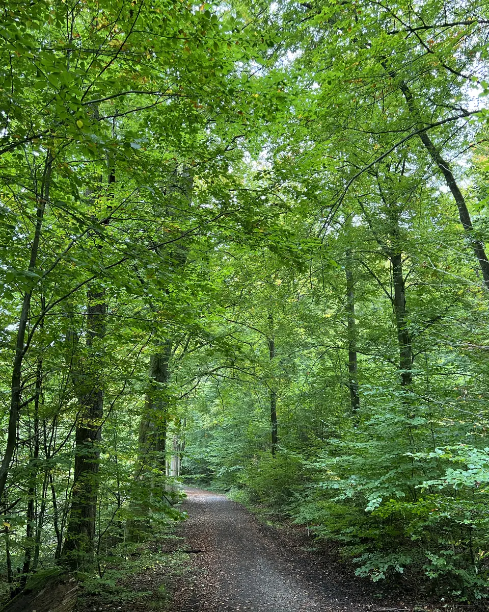 Waldweg im Sommer unter hohen grünen Buchen - Heiko Metz