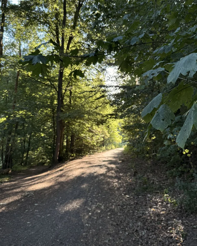 Sonniger Waldweg zwischen grünen Bäumen - Heiko Metz