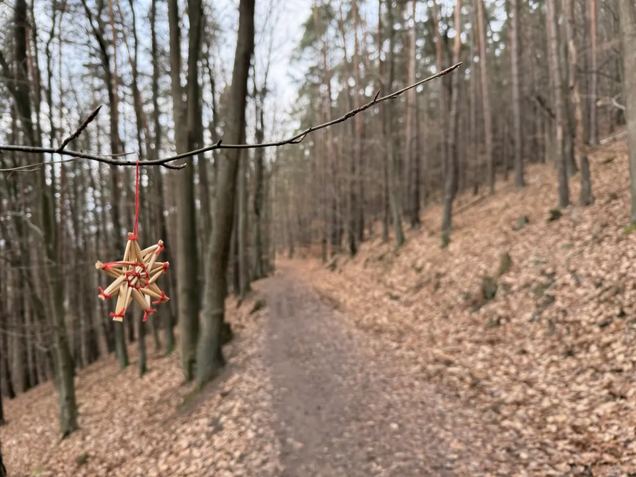 Waldweg im Winter mit einem Strohstern, der an einem Ast hängt - Heiko Metz